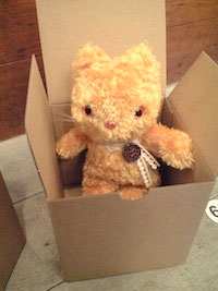 ボックスネコ１